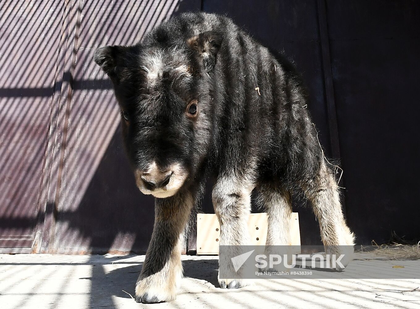 Russia Zoo Musk Ox