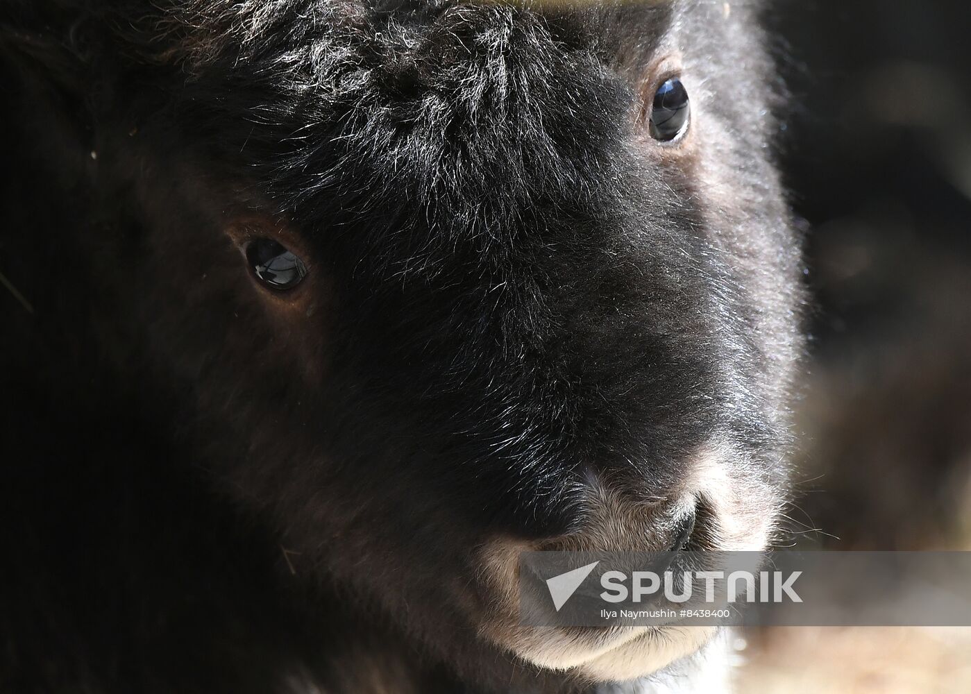 Russia Zoo Musk Ox