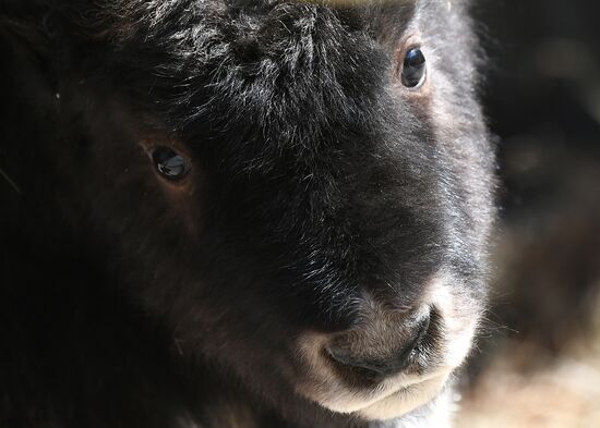 Russia Zoo Musk Ox