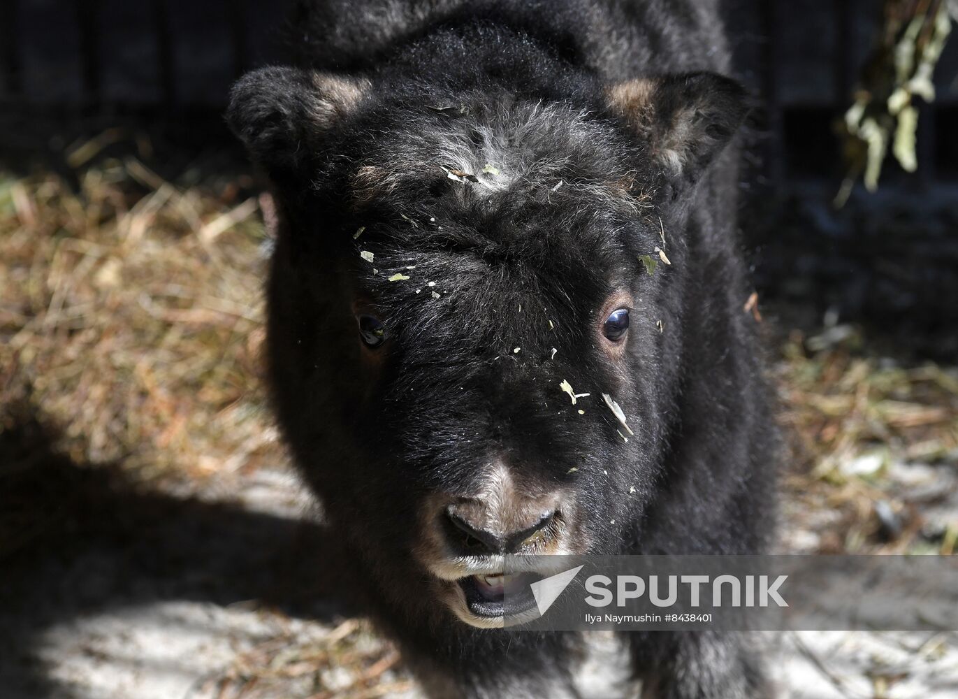 Russia Zoo Musk Ox