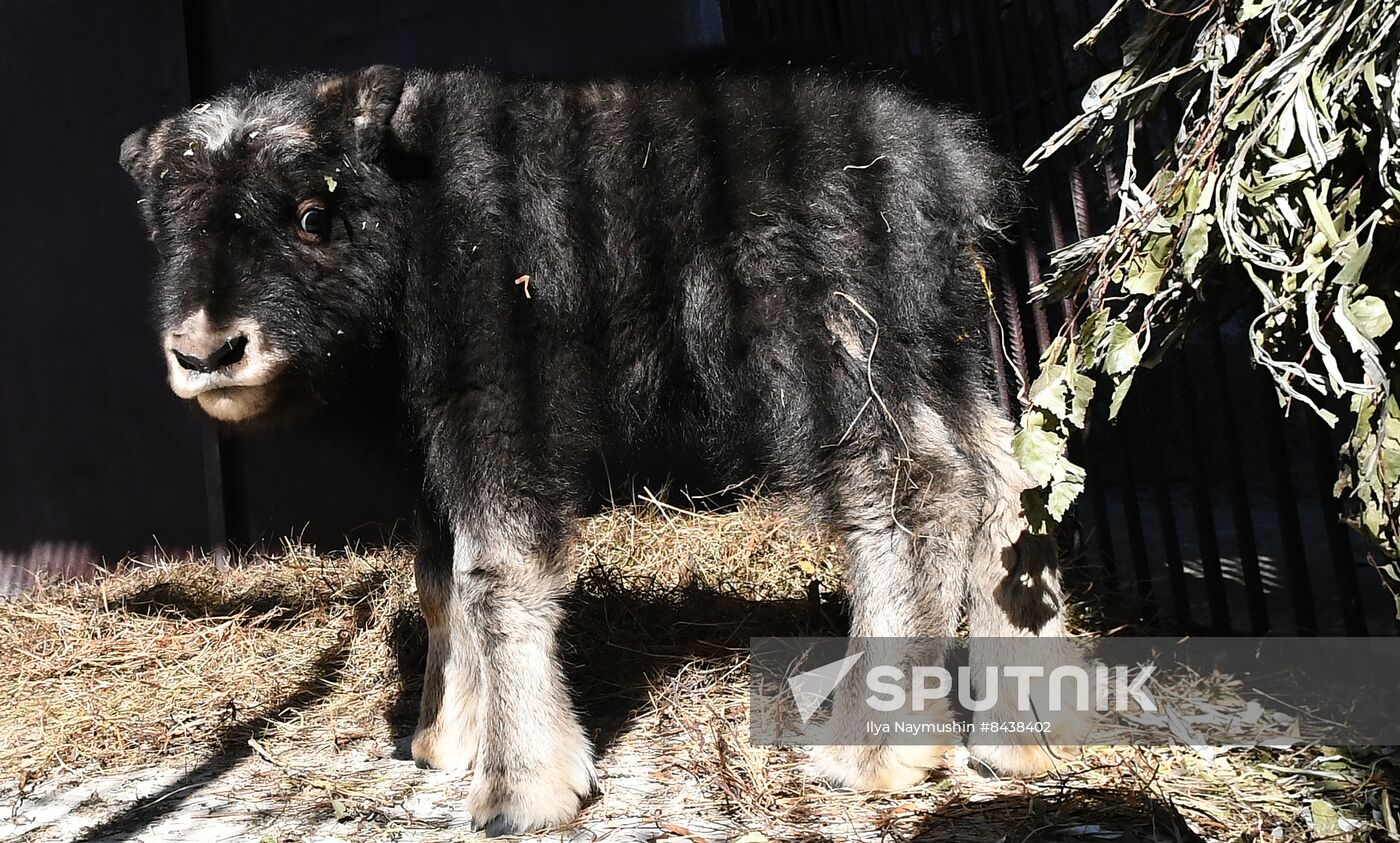 Russia Zoo Musk Ox