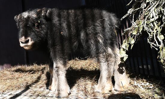 Russia Zoo Musk Ox