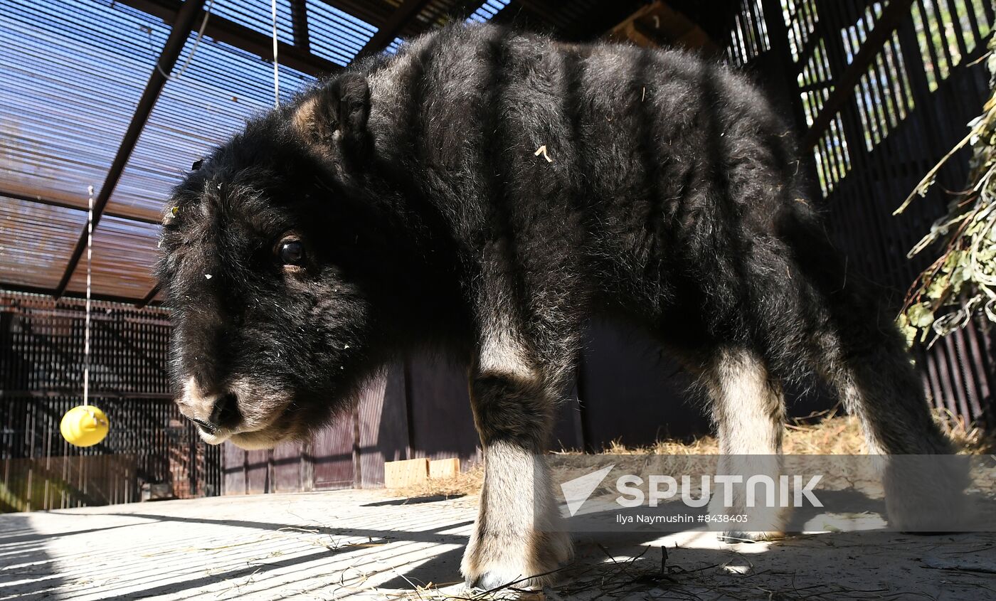 Russia Zoo Musk Ox