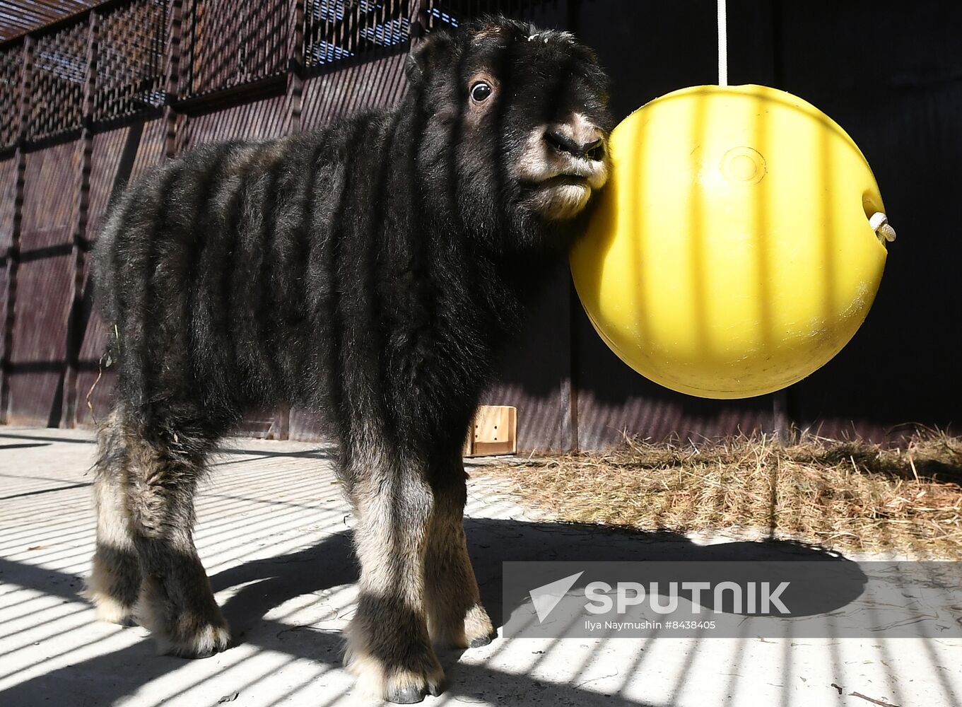 Russia Zoo Musk Ox