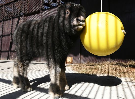 Russia Zoo Musk Ox