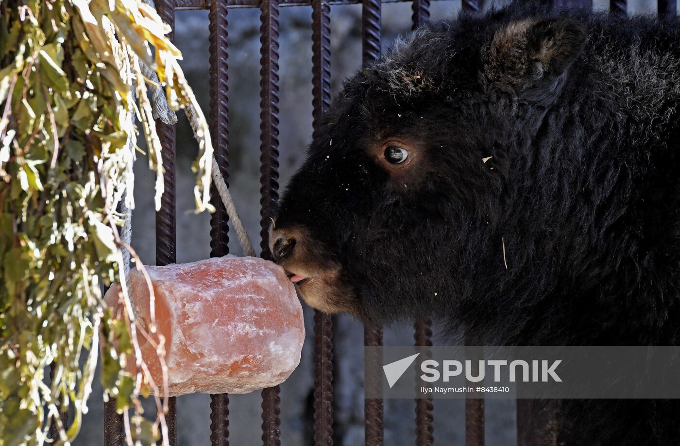 Russia Zoo Musk Ox