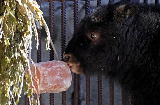 Russia Zoo Musk Ox