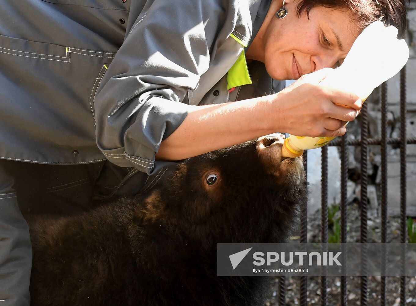 Russia Zoo Musk Ox