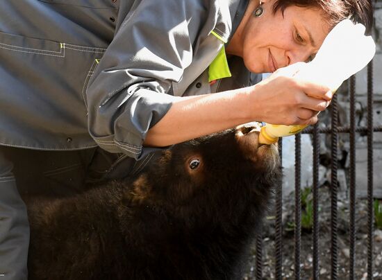 Russia Zoo Musk Ox