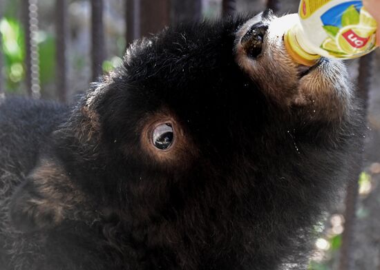 Russia Zoo Musk Ox