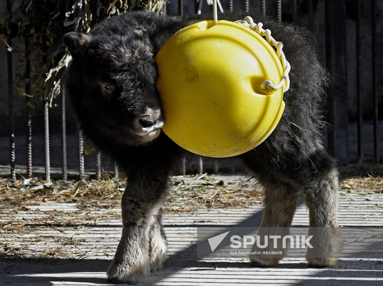 Russia Zoo Musk Ox