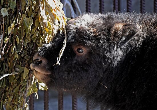 Russia Zoo Musk Ox