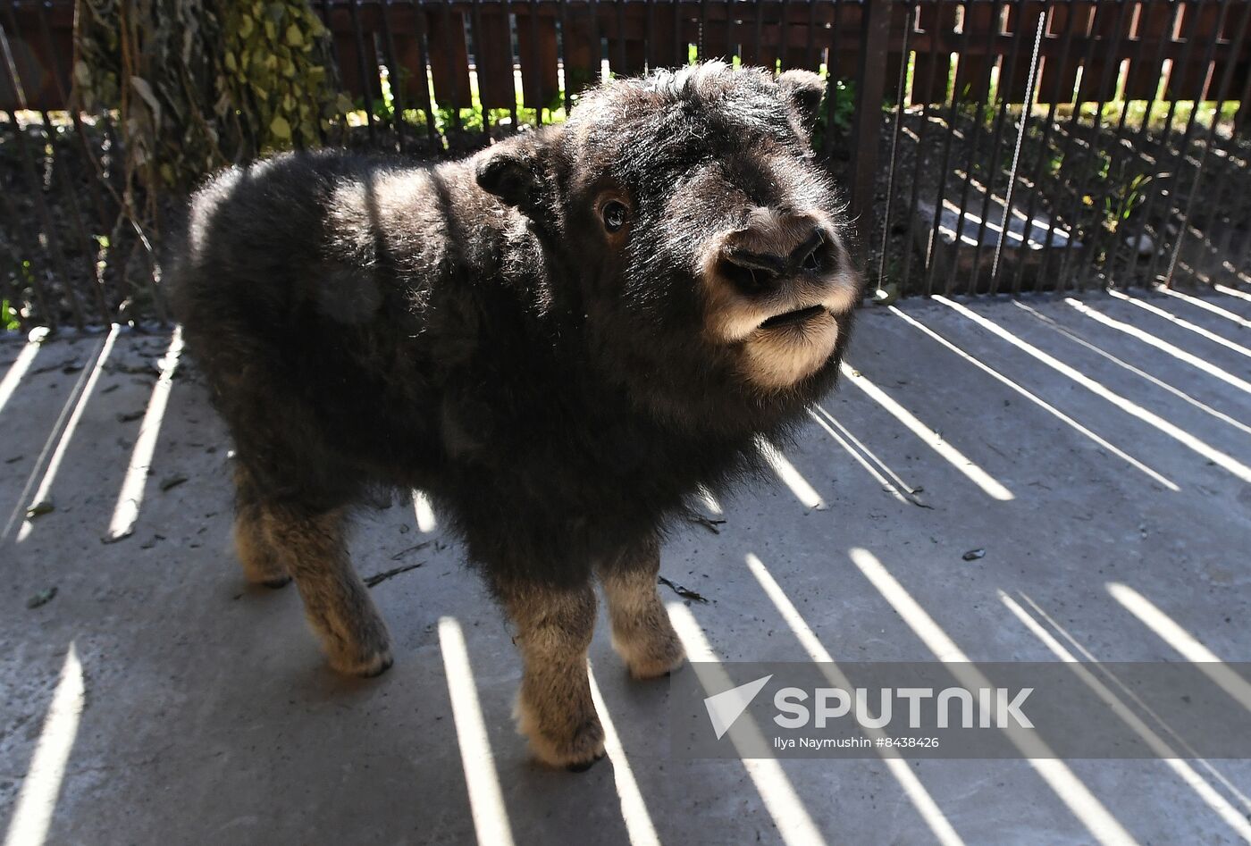 Russia Zoo Musk Ox