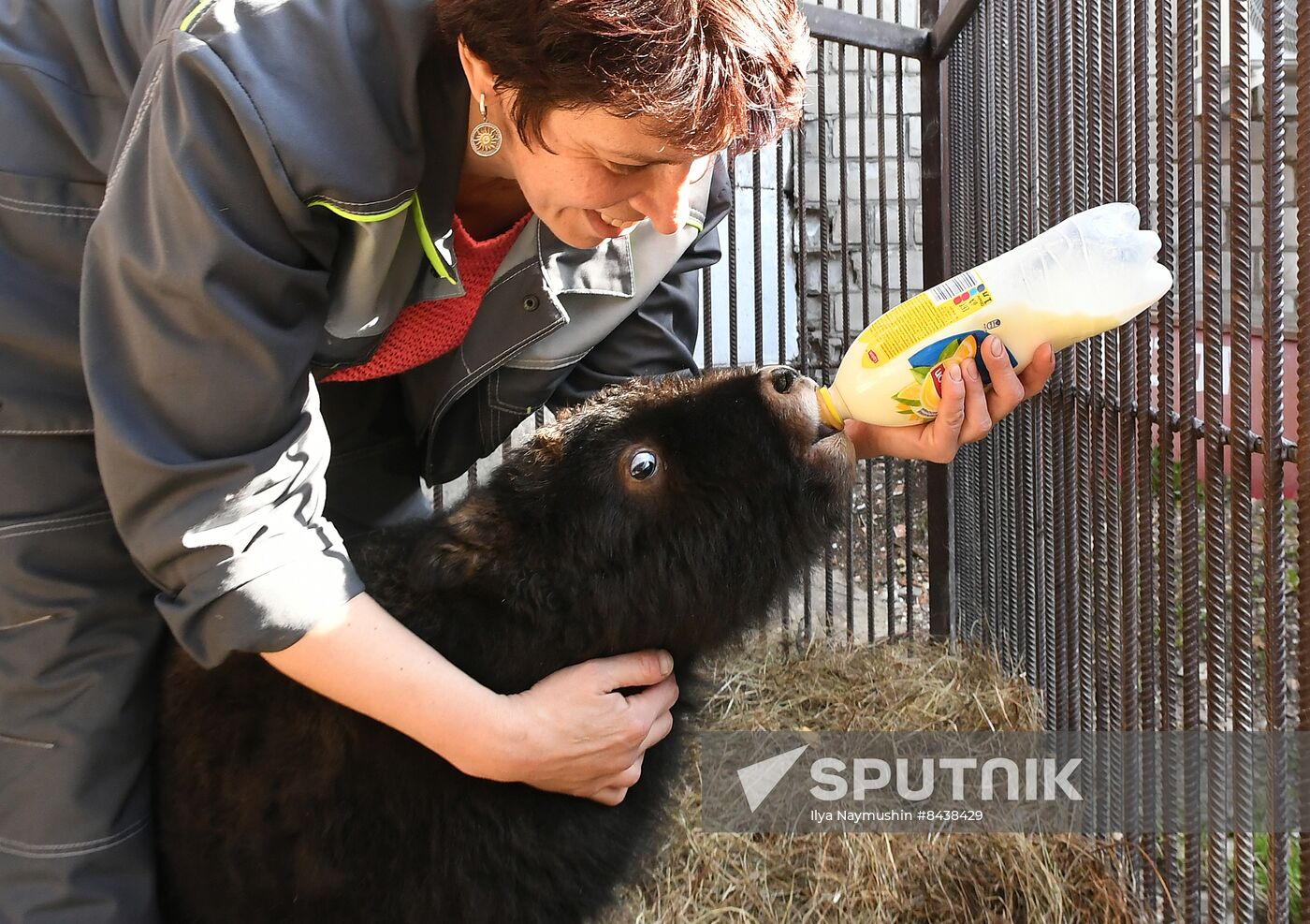 Russia Zoo Musk Ox