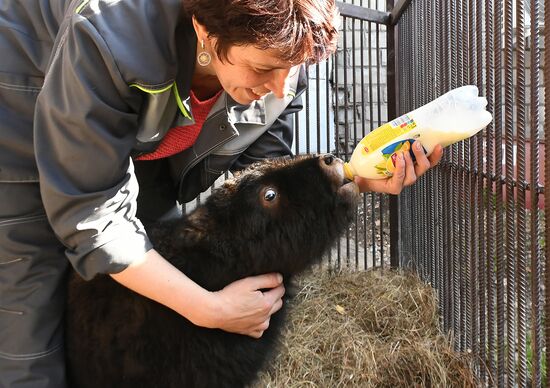 Russia Zoo Musk Ox