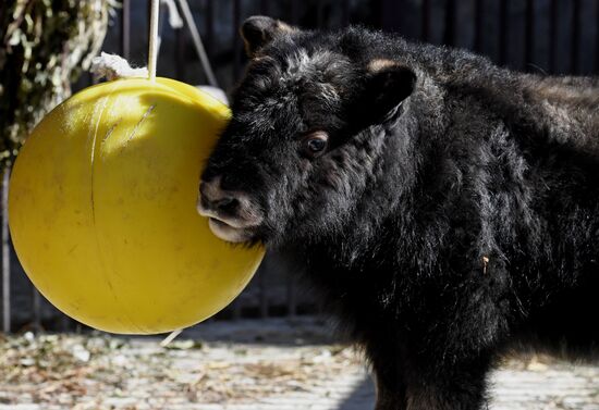 Russia Zoo Musk Ox