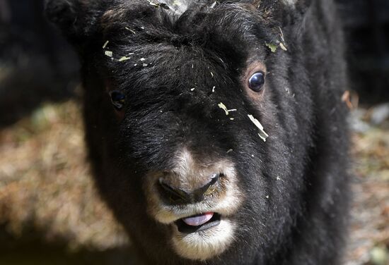 Russia Zoo Musk Ox