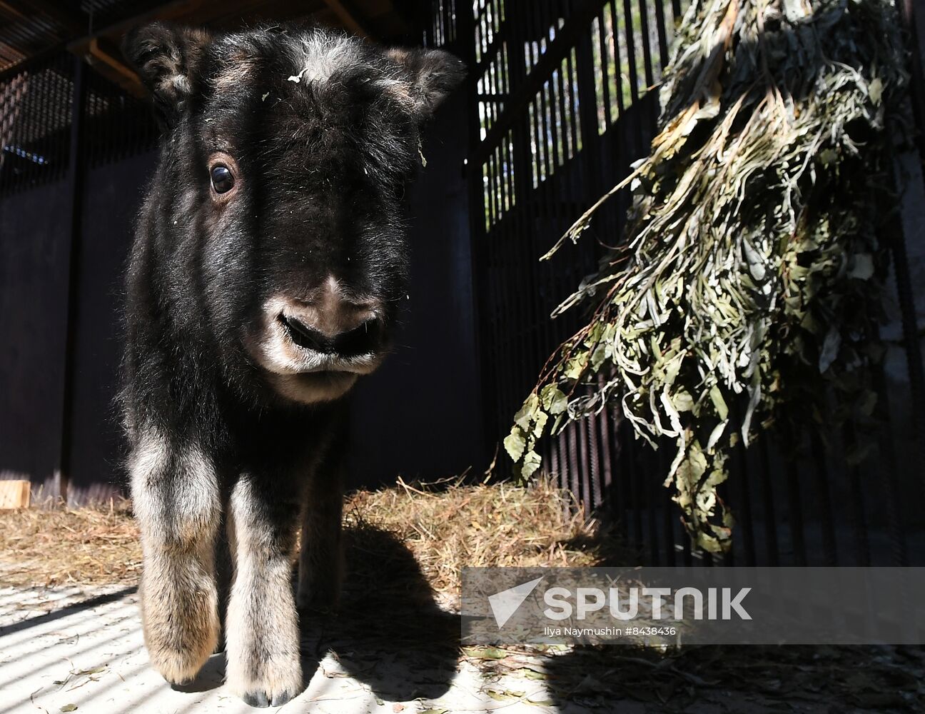 Russia Zoo Musk Ox