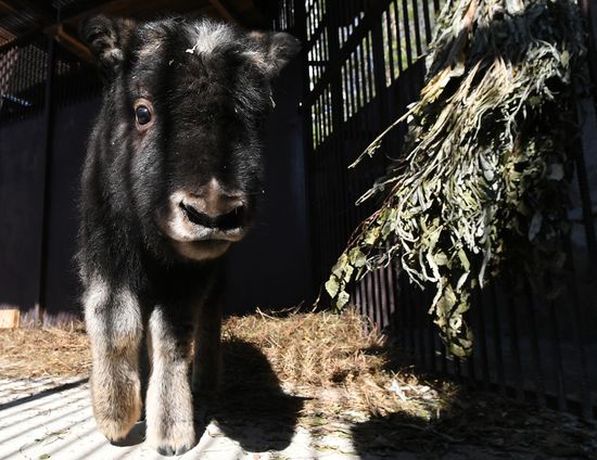 Russia Zoo Musk Ox