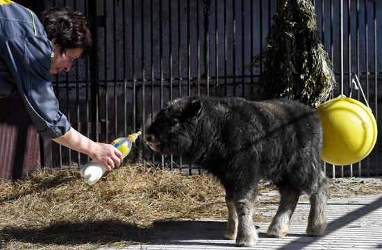 Russia Zoo Musk Ox
