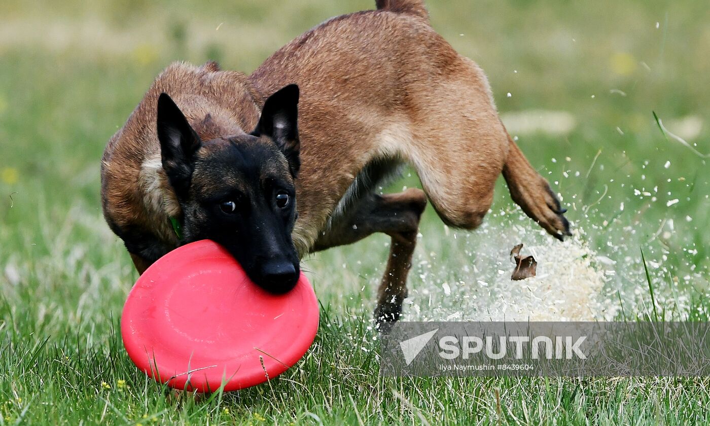 Russia Сynological Сompetitions