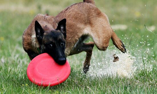 Russia Сynological Сompetitions