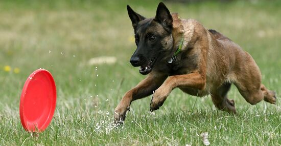 Russia Сynological Сompetitions