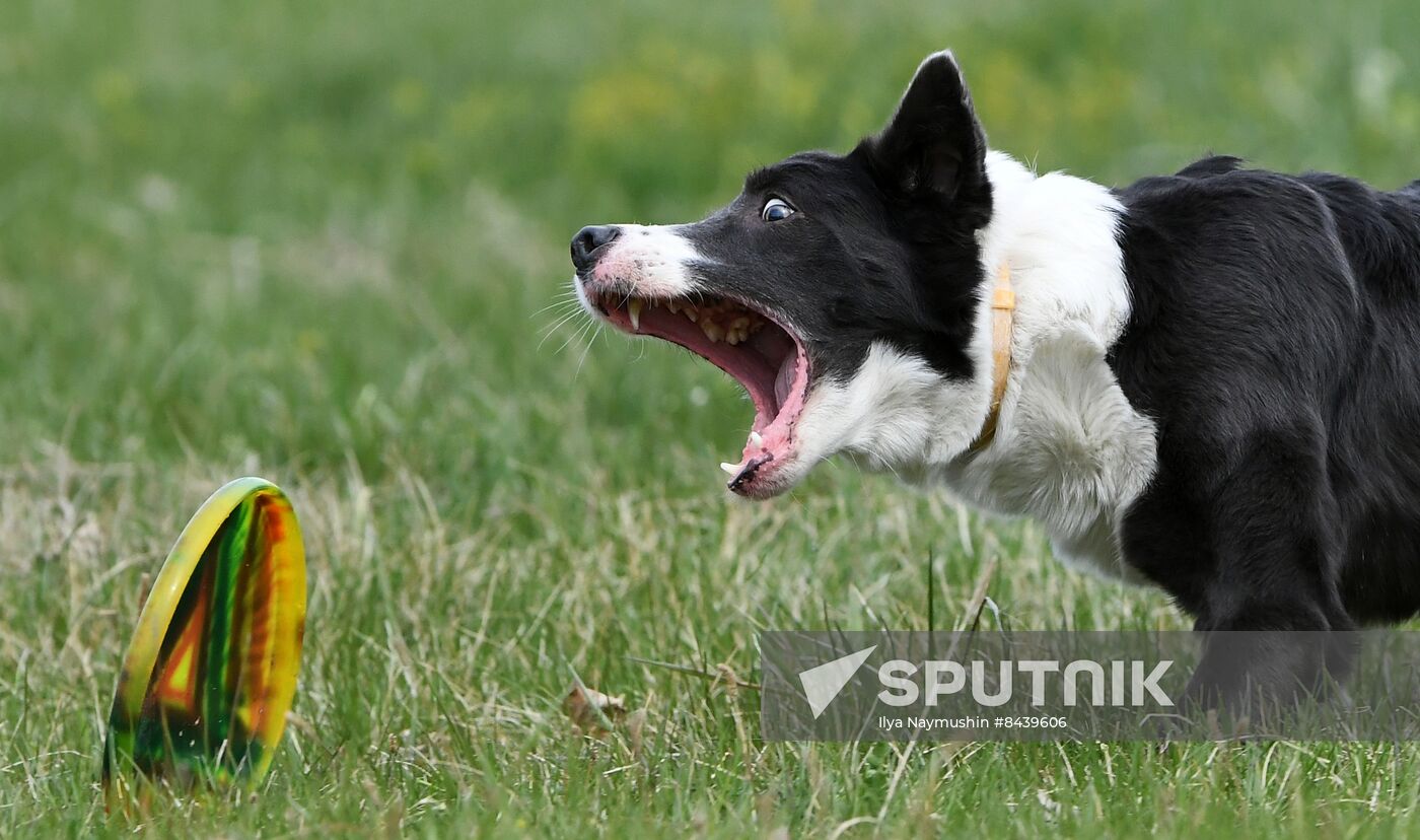 Russia Сynological Сompetitions