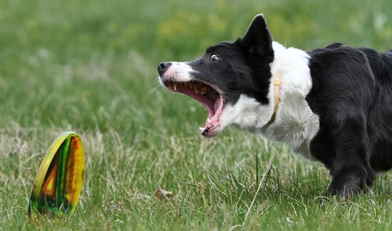 Russia Сynological Сompetitions