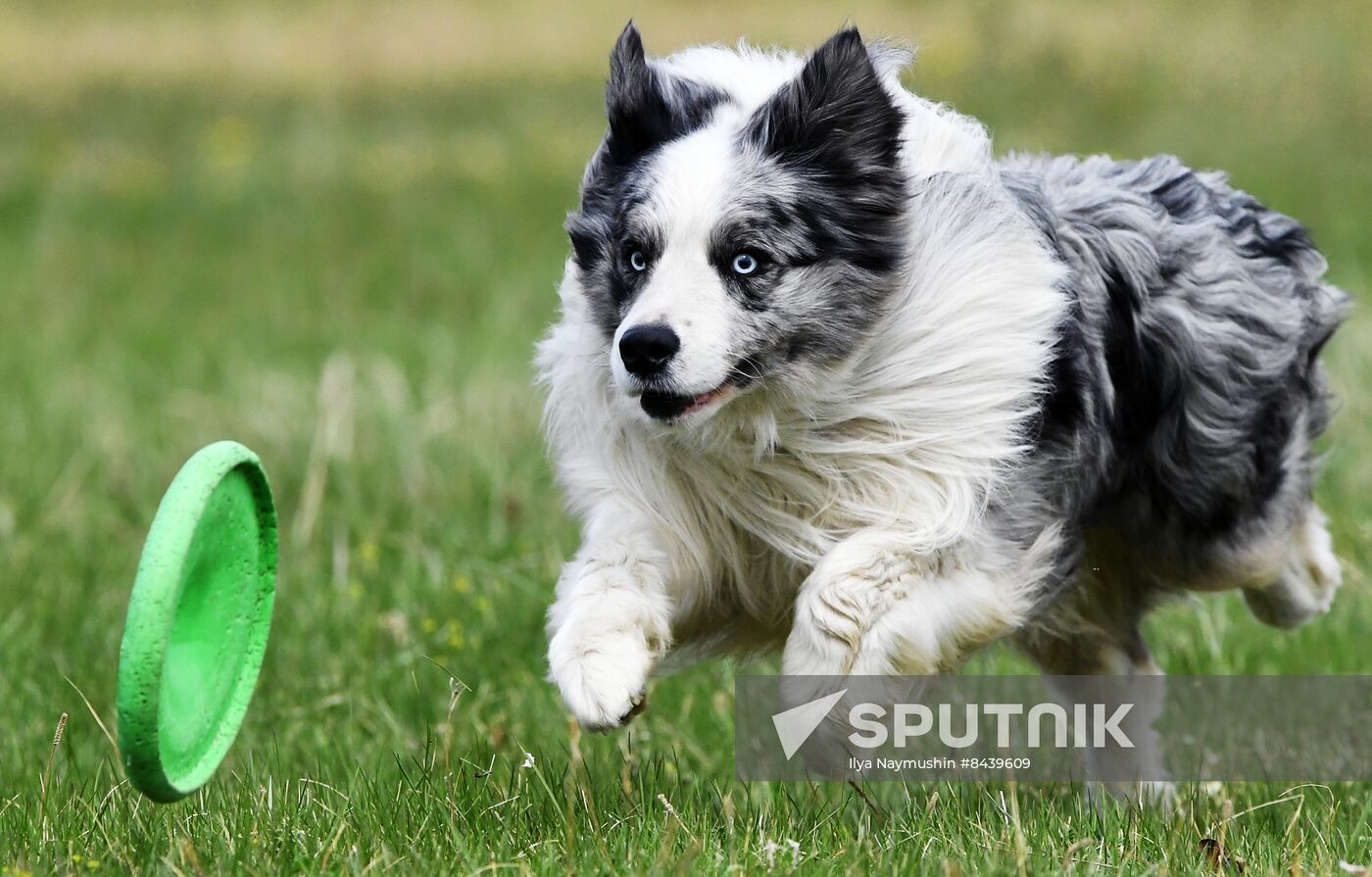 Russia Сynological Сompetitions