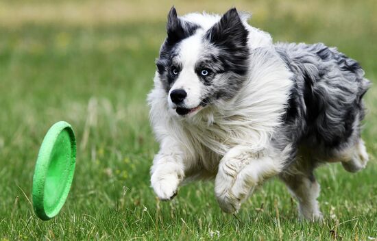 Russia Сynological Сompetitions