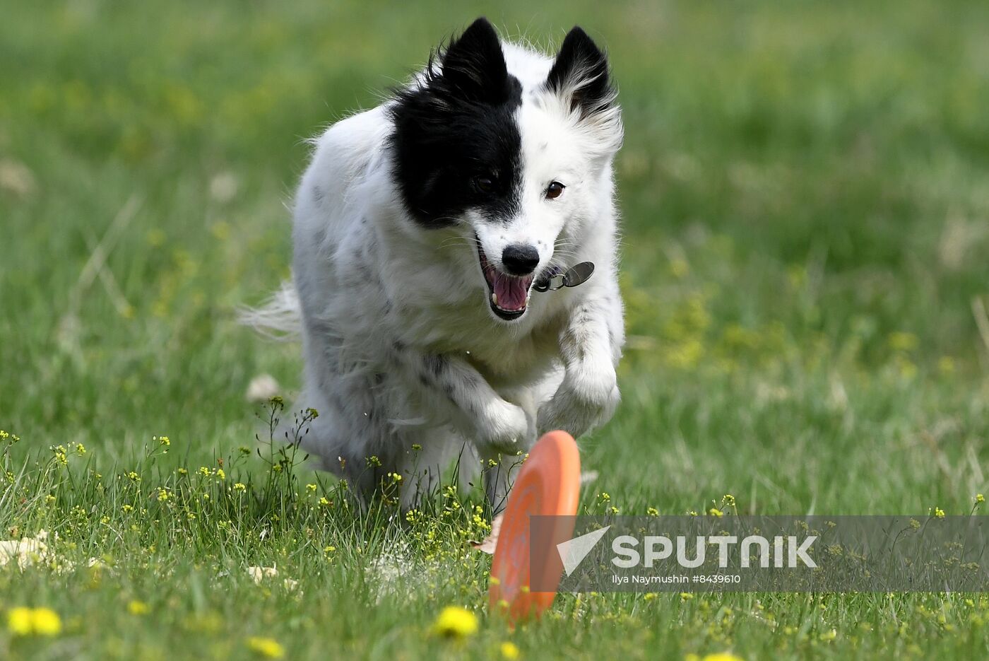 Russia Сynological Сompetitions