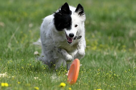 Russia Сynological Сompetitions