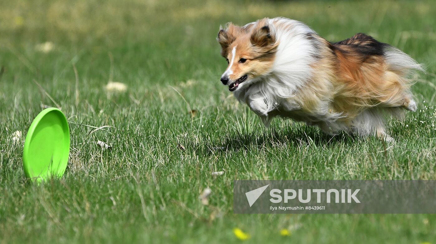 Russia Сynological Сompetitions