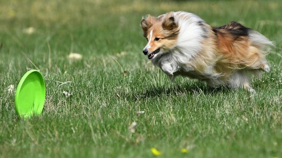 Russia Сynological Сompetitions