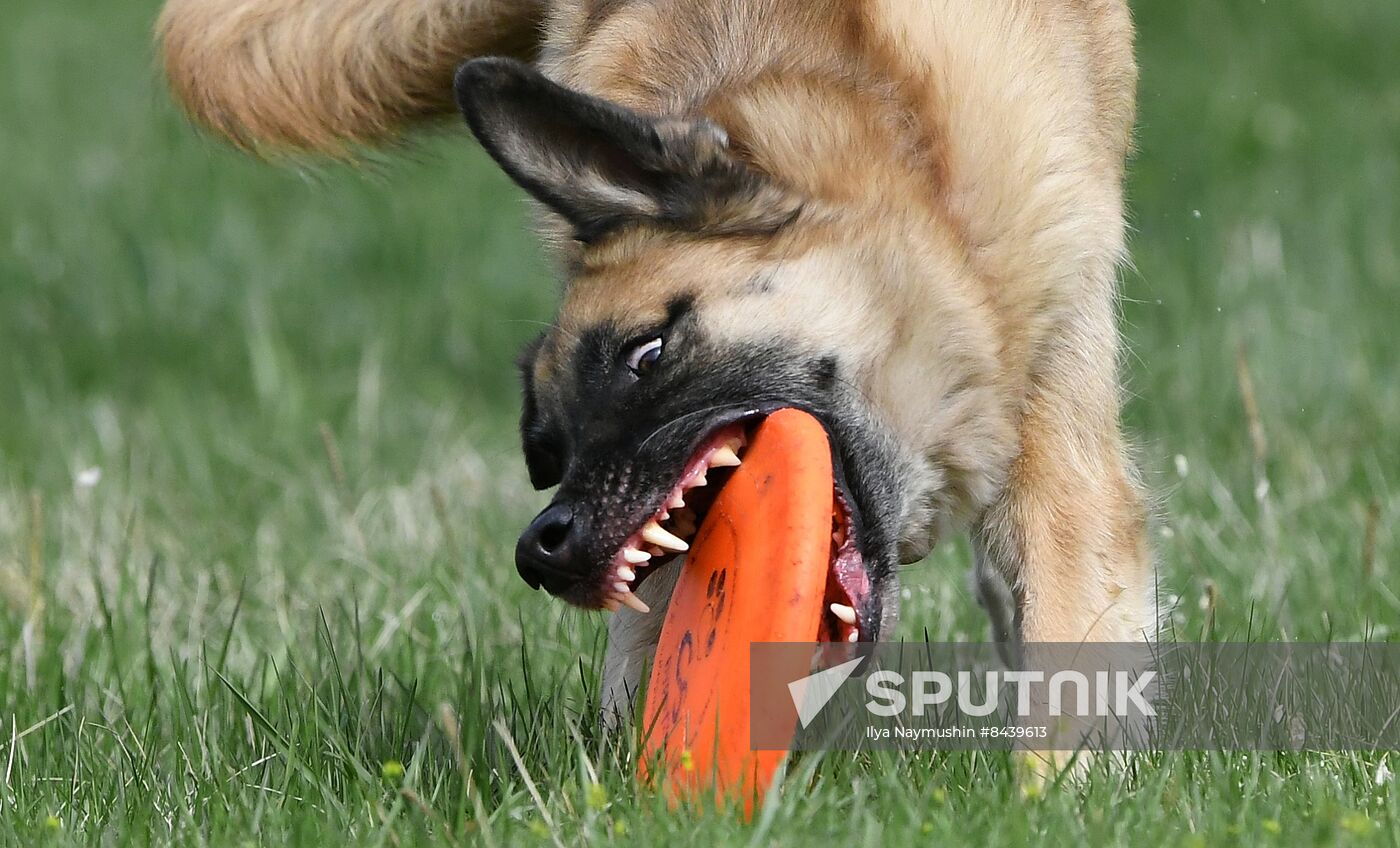 Russia Сynological Сompetitions