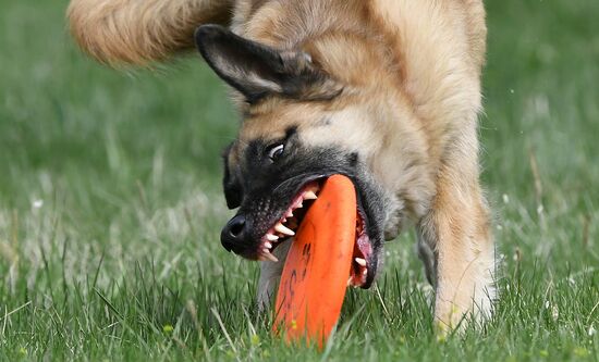 Russia Сynological Сompetitions