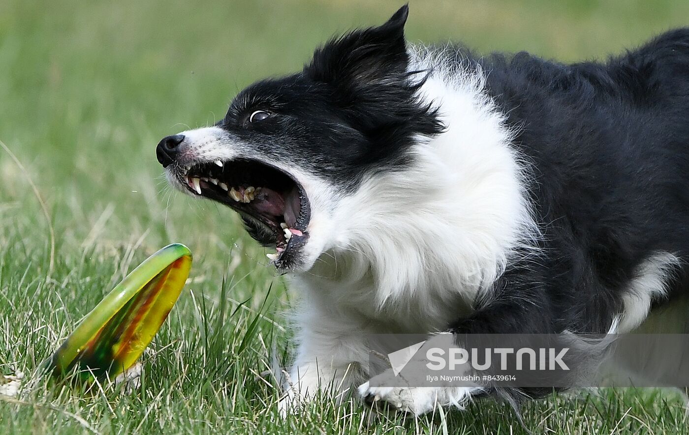 Russia Сynological Сompetitions