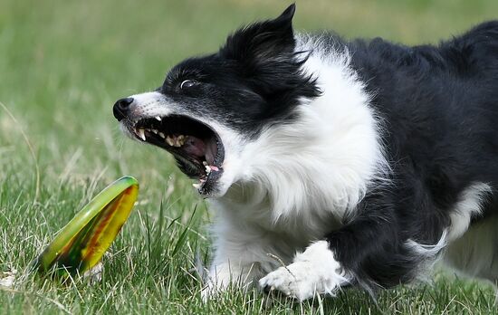 Russia Сynological Сompetitions