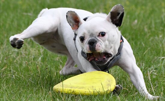 Russia Сynological Сompetitions