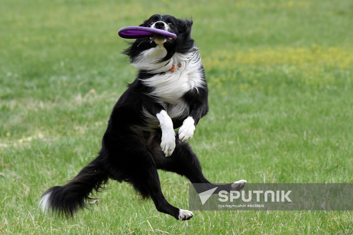 Russia Сynological Сompetitions