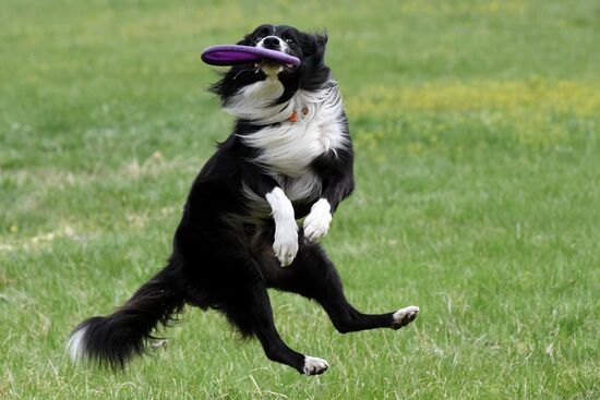 Russia Сynological Сompetitions