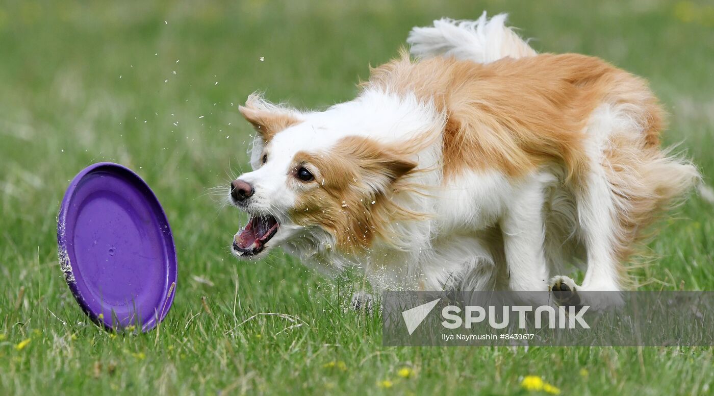 Russia Сynological Сompetitions