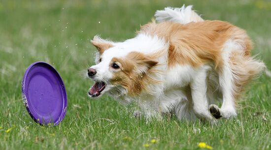 Russia Сynological Сompetitions