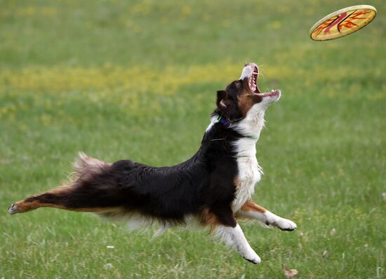 Russia Сynological Сompetitions