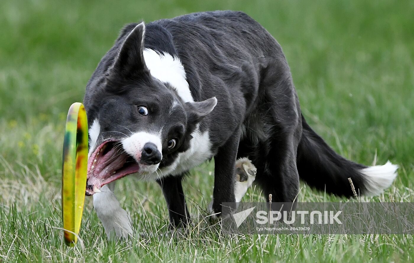 Russia Сynological Сompetitions