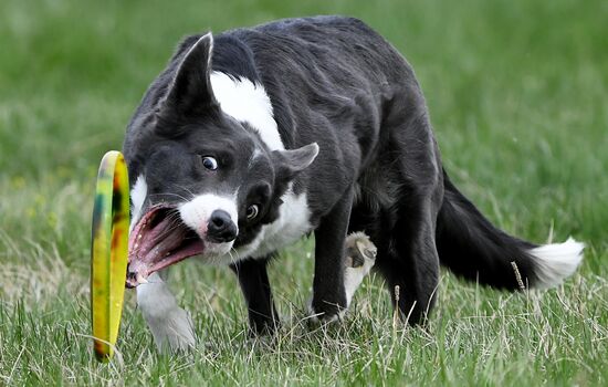 Russia Сynological Сompetitions