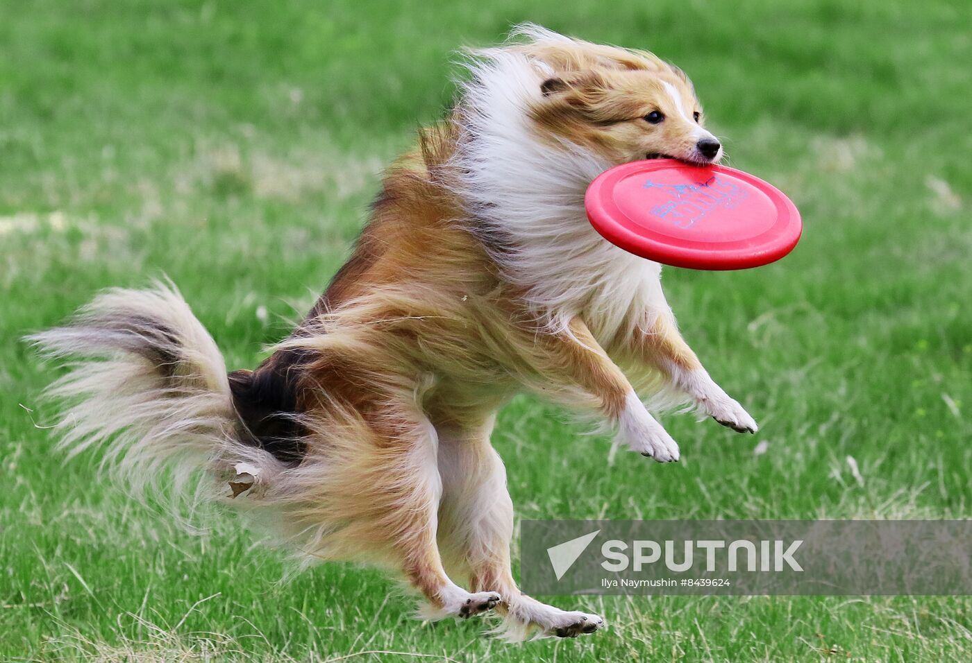 Russia Сynological Сompetitions