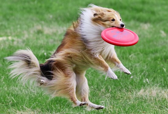 Russia Сynological Сompetitions