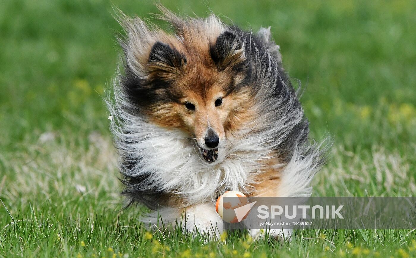 Russia Сynological Сompetitions